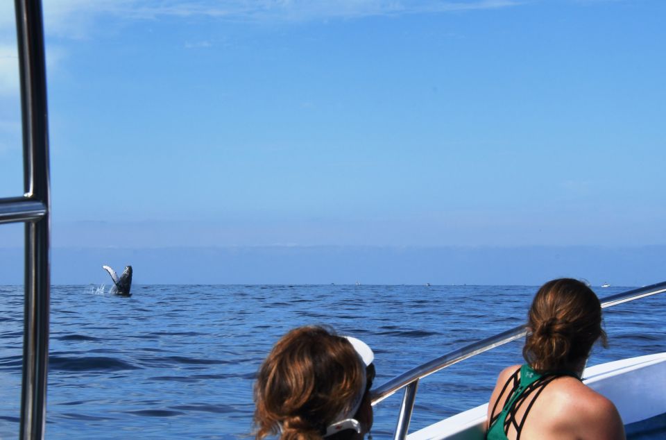 Puerto Vallarta: Humpback Whale Research Adventure Tour - Booking and Logistics