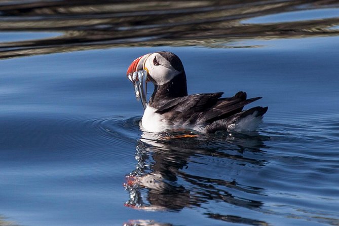 Puffin Cruise With Expert Tour Guide From Reykjavik - Meeting Point and Arrival Instructions