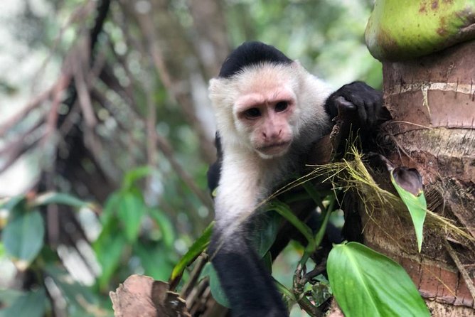 Puntarenas Shore Excursion: Rainforest Skywalk & Tarcoles River Eco Cruise - Tips for Participants