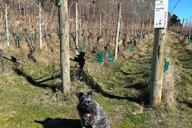 Queenstown Wine Tour With Wine Dog | Adults Only - Booking Your Adventure