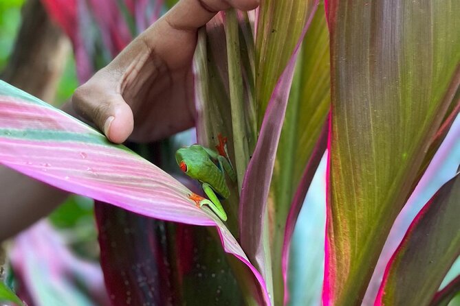 Rain Forest Hike: Rio Celeste Waterfall, Sloth & Butterfly Farm - Tips for Preparation