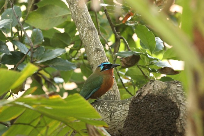 Rainforest Tour - Wildlife Observation