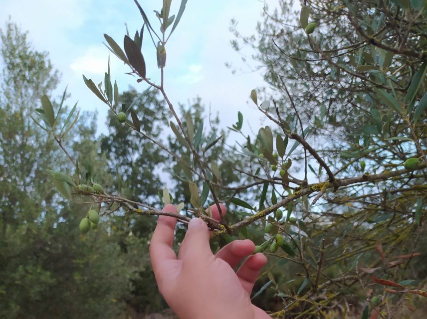 Rethymno: Private Olive Oil & Honey Tasting Tour With Lunch - Dietary Requirements