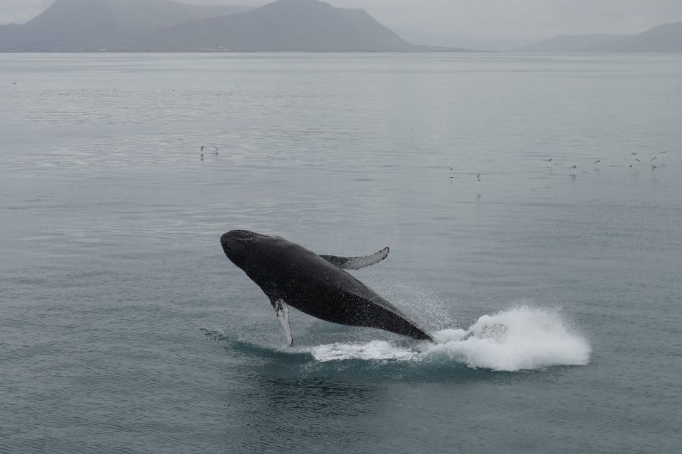 Reykjavik: Best Value Whale Watching Boat Tour - Inclusions of the Tour