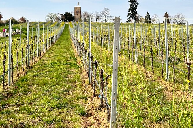 Rhine Valley Wine Tasting Tour From Frankfurt and Mainz - Private Transportation Provided