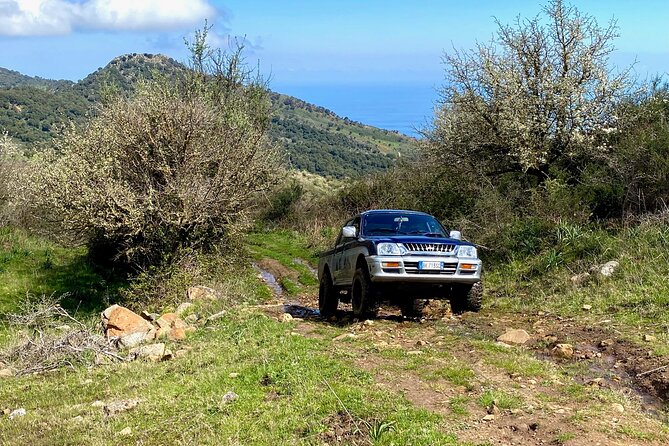Safari Jeep Wild Adventure - Traveler Experiences and Feedback