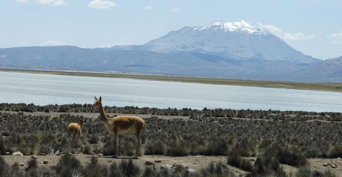 Salinas Salt Lagoon Private Tour: Day Trip From Arequipa - Frequently Asked Questions