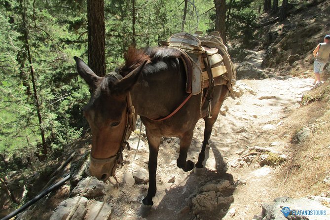 Samaria Gorge Trek: Full-Day Excursion From Chania - Experience and Feedback