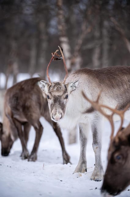 Sami Reindeer Experience - Logistics and Accessibility