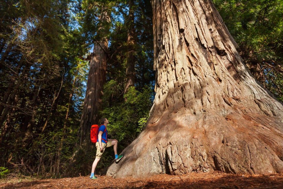 San Jose: Yosemite National Park and Giant Sequoias Trip - Viewing Iconic Landmarks