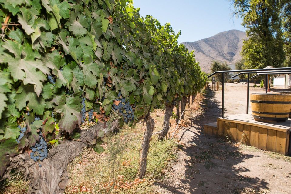 Santa Rita: Tour + Premium Wine Tasting + Private Transport - Tour Highlights and Activities