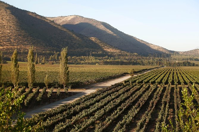 Santa Rita Winery Premium Tour - Dining Options