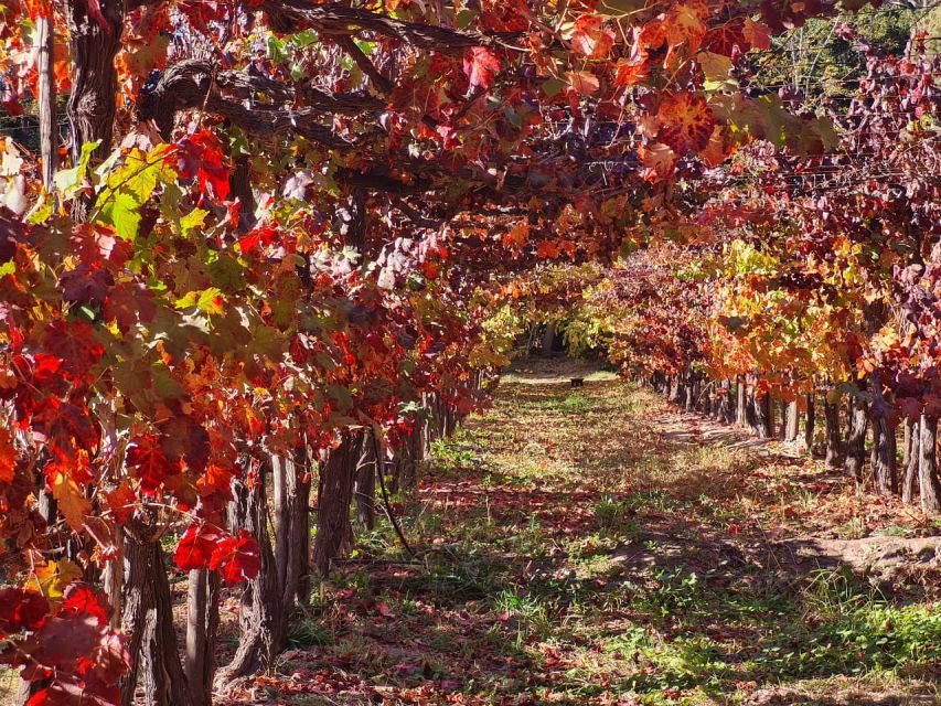 Santiago: Maipo Valley Wine Tasting Tour With 3 Vineyards - Inclusions of the Tour