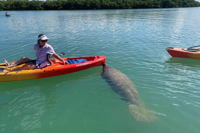 Sarasota Mangrove Tunnel Guided Kayak Adventure - Additional Information and Tips