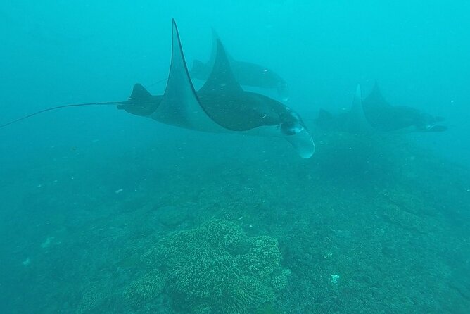 Scuba Diving 3 Dives Including Manta Rays at Nusa Penida - Dive Schedule