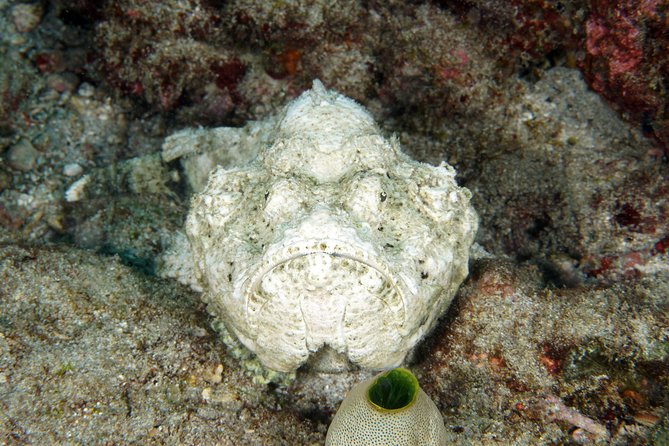 Scuba Diving at Padangbai: Shark Point and Blue Lagoon - Meeting and Pickup Process