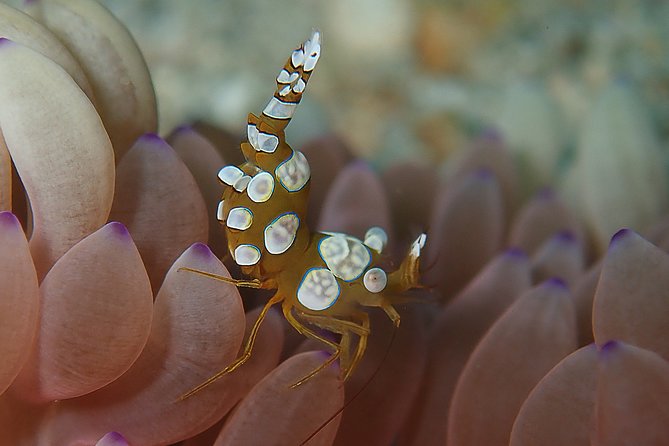 Scuba Diving at Tulamben USAT Liberty Wreck - Health and Safety Guidelines