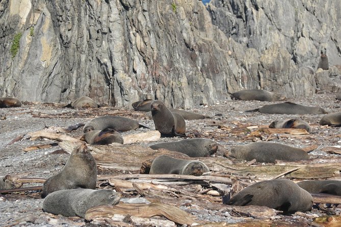 Seal Coast Safari Tour by 4WD - Booking Details