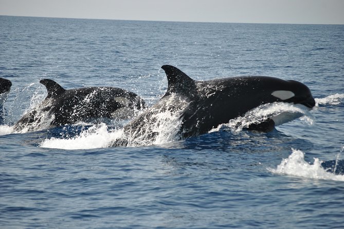 Sealife Sea Safari, Dolphin Watching With Marine Biologists Lagos - Meeting Point and Check-in