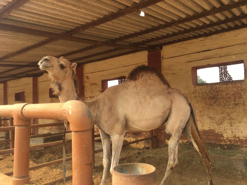 See Camel Centre, Rat Temple From Jodhpur With Bikaner Drop - Additional Information