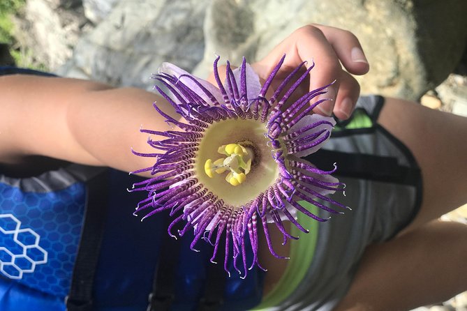 Self-Drive El Yunque Rainforest Guided Tour - Reviews and Ratings