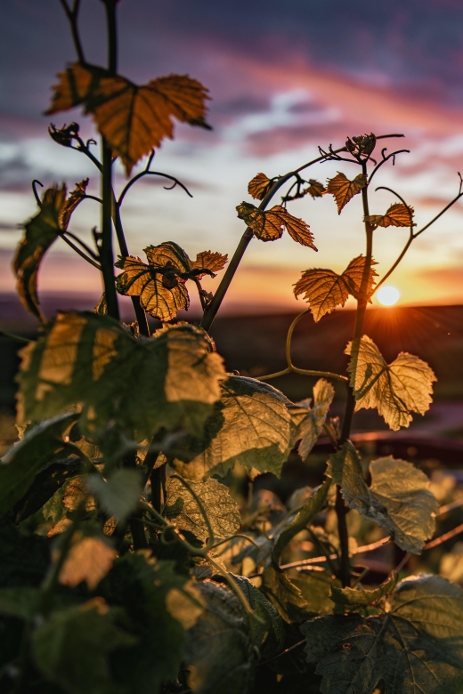 Self-Guided Wine Tasting Audio Tour - Amador County CA - Eligibility and Starting Points