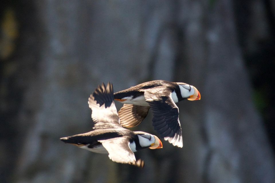 Seward: Kenai Fjords National Park Extended Cruise - Stunning Arctic Scenery Photography