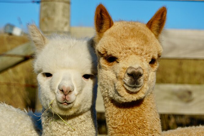 Shamarra Alpaca Farm Tours - Visitor Reviews and Feedback