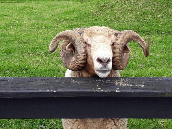 Sheep World Country Tour From Auckland - Accessibility Features