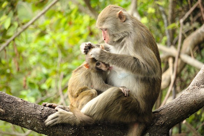 Silver Leaf Monkeys and Firefly Tour With Boat Ride and Seafood Dinner - Tips for Travelers