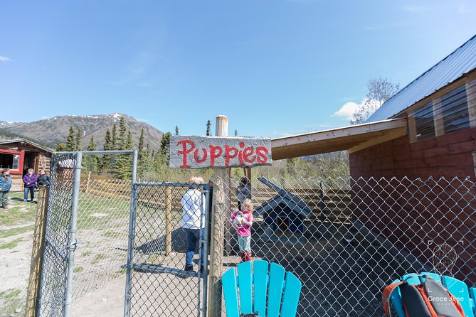 Sled Dog Adventure and Pan for Gold in the Yukon - Gold Panning Techniques