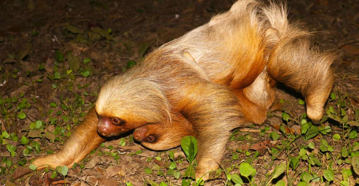 Sloth Search - Customer Feedback and Ratings