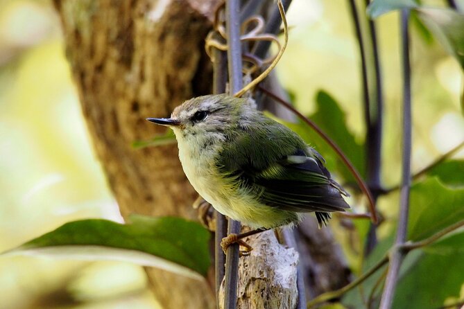 Small Group Daytime 2-Hour Eco Wildlife Tour at Zealandia - Accessibility and Physical Requirements