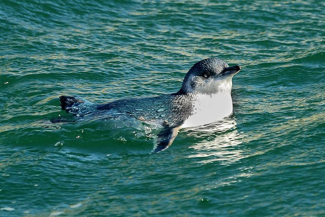 Small-Group Dunedin Wildlife Cruise - What to Expect