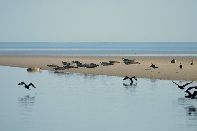 Small Group Half Day Seal Safari at UNESCO Site Waddensea From Amsterdam - Experience Feedback