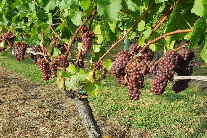 Small-Group Kumeu Wine Country Tour Includes Wine Tastings & Lunch - Booking Process