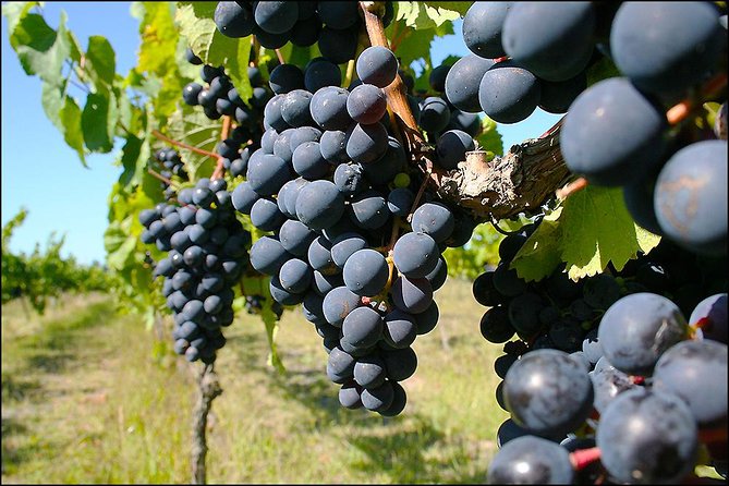 Small Group - Napier, Wine, Beer & Cider Tour - 5.5 - 6 Hours - Why Choose This Tour