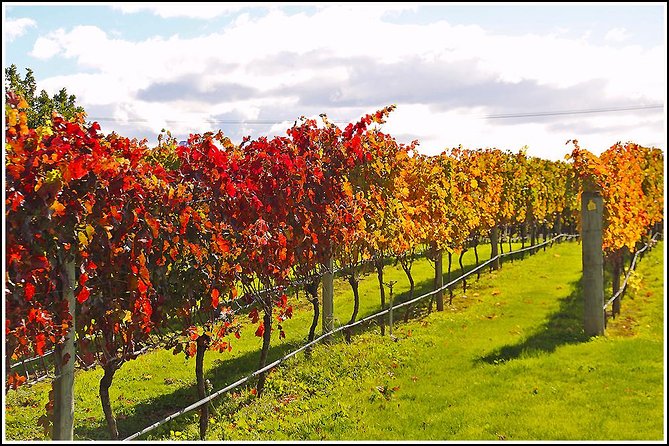 Small Group - Napier Wine Experience Tour - 5.5 - 6 Hours - Cancellation Policy