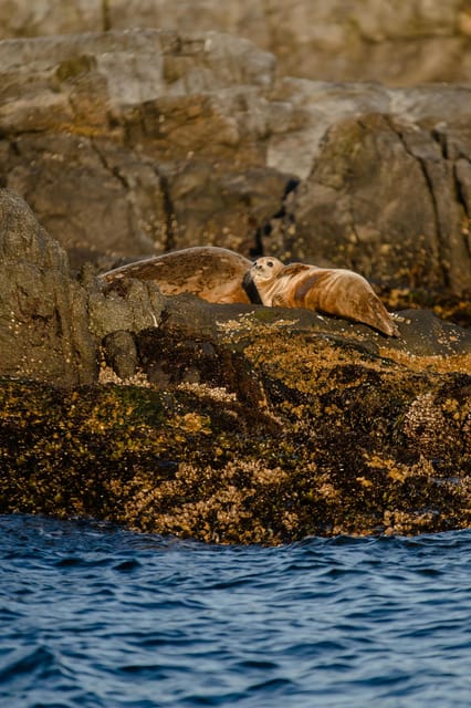Snaefellsnes Peninsula Tour From Reykjavik - Booking Information