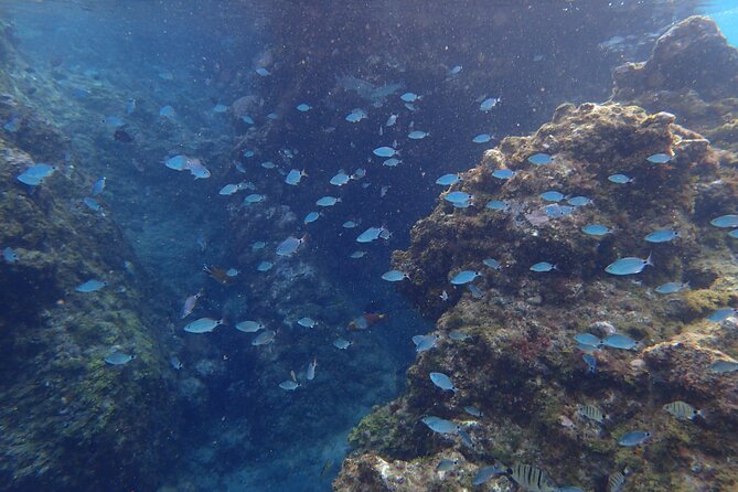 Snorkel Experience in Lanzarote - Schedule and Availability