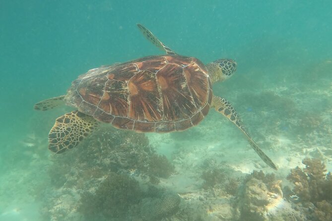 Snorkeling Gili Islands Coral, Turtles & Underwater Statues - Recommended Attire and Items