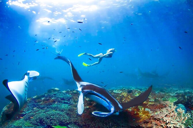 Snorkeling Manta Ray Safari in Nusa Penida - Confirmation and Accessibility