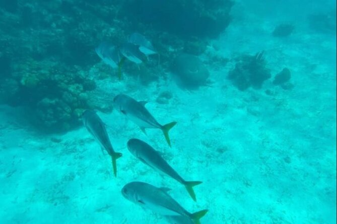 Snorkeling With Sea Scooters and Sea Adventure - Customer Experiences and Feedback