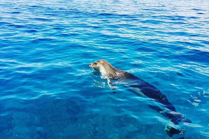 Snorkelling Trip at Ponta De São Lourenço Protected Area - Customer Reviews and Feedback