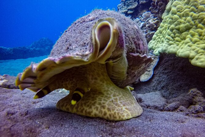 South Maui Shore Dive - Pricing Structure and Offers