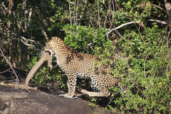 Special Leopards Safari Yala National Park - 04.30 Am to 11.30 Am - Logistical Details and Policies