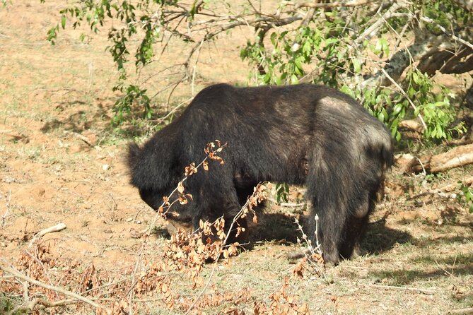 Special Morning Safari -04.30 Am to 11.30 Am - Half Day Safari - Safety Guidelines