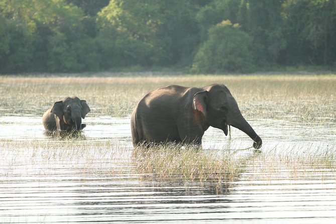 Sri Lanka Tours 12-DAY Wildlife Tour With Driver,Car or Van and Accommodations - Activity Requirements