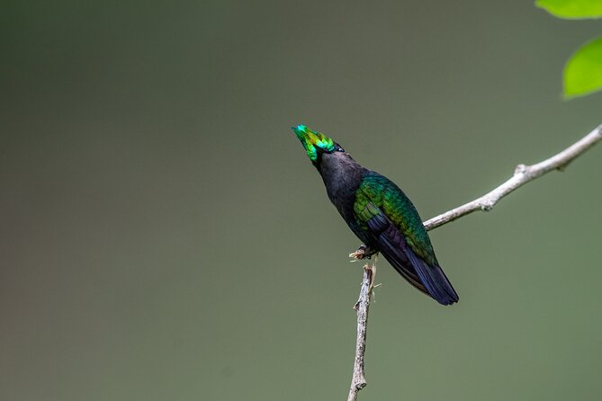 St Lucia Birdwatching Tour at Rainforest Adventures - Accessibility Information
