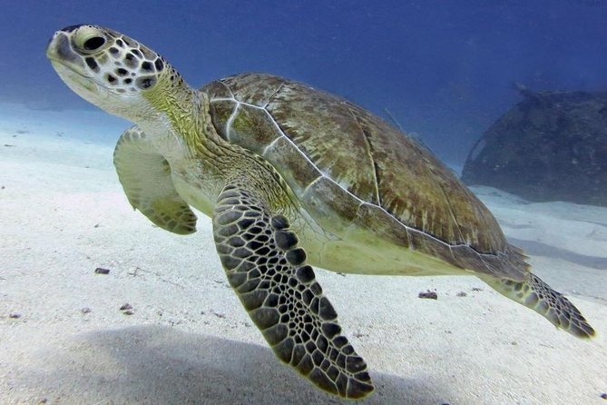 St Maarten Discover Scuba - What to Expect During the Dive